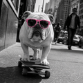 Bulldog Skating Short Sleeve T-Shirt