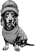 Dachshund Smig 2 Short Sleeve T-Shirt