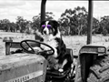 Dog Aussie Tractor Short Sleeve T-Shirt