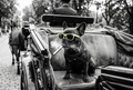 Dog Frenchie Carriage Short Sleeve T-Shirt