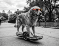 Dog Retriever Skating Short Sleeve T-Shirt
